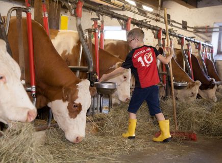 Tierfütterung im Stall